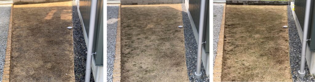 HASHIRI庭の芝生比較 2026年3月1日・3月29日・4月5日 萌芽の変化