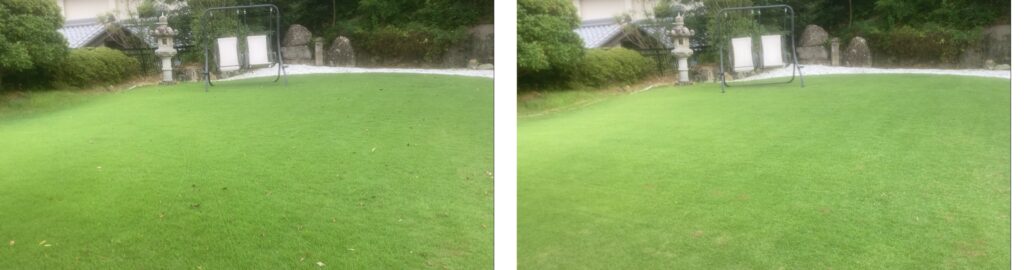 芝刈り前後の比較(YASUYO庭・2025年夏)|芝刈りで落ち葉やゴミも回収されきれいになった様子