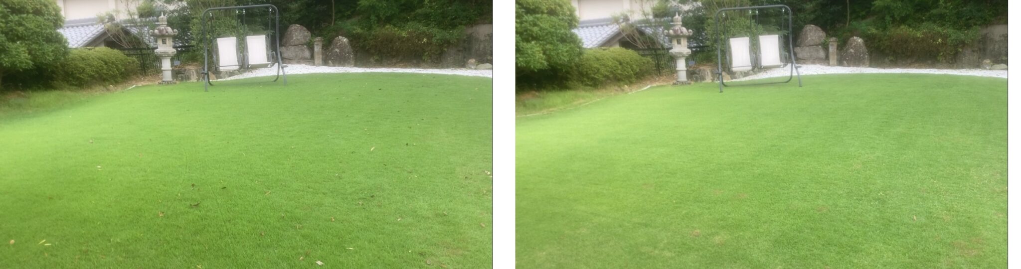 芝刈り前後の比較（YASUYO庭・2025年夏）｜芝刈りで落ち葉やゴミも回収されきれいになった様子