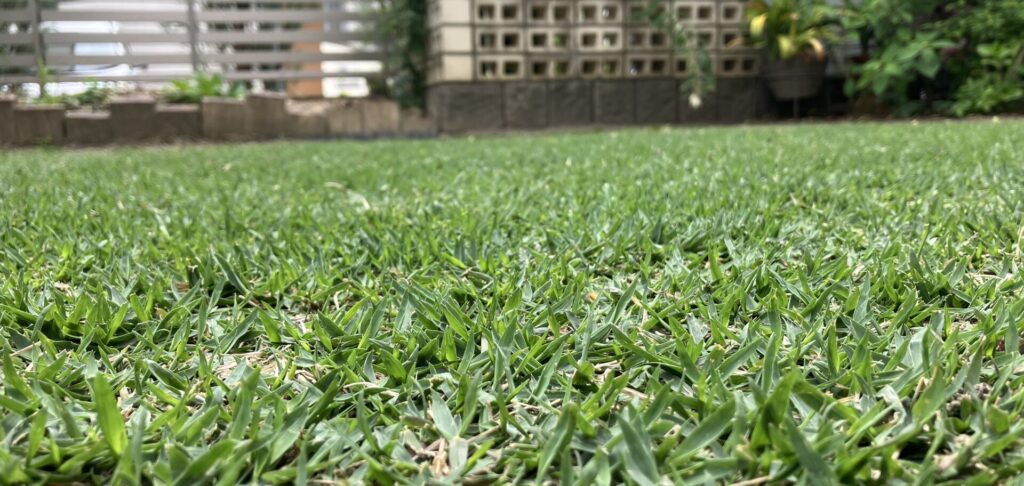 ノシバ「ひめの」の芝生接写。芝刈りをしていない状態でも密度が高く均一に揃っているHIROCHAN庭の様子