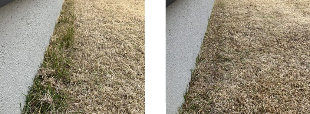 I-HAN庭の芝生 際刈り前後比較（2026/4/19）バリカンによるエッジ処理で仕上がりが改善した様子