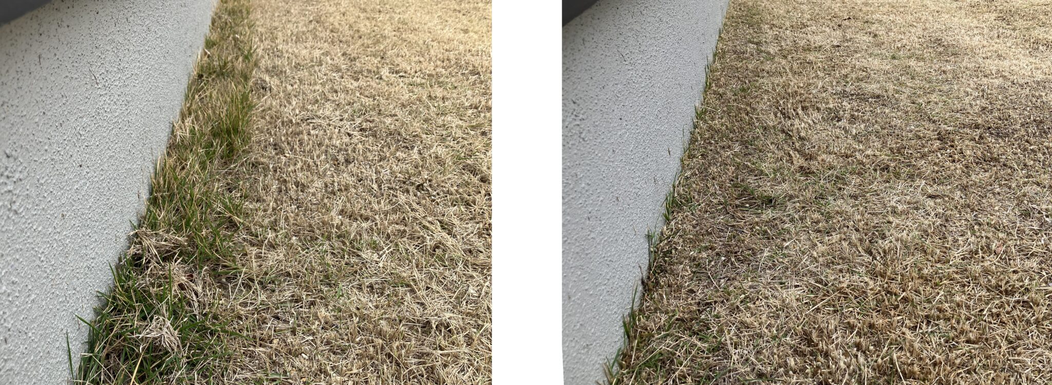 I-HAN庭の芝生 際刈り前後比較（2026/4/19）バリカンによるエッジ処理で仕上がりが改善した様子