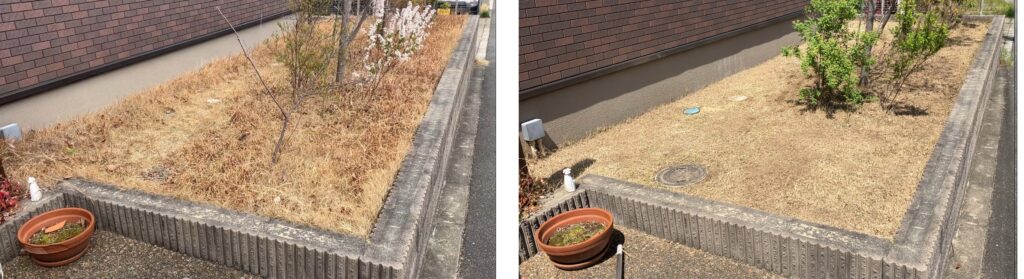 芝生リセット開始前と作業完了後の比較（2026年3月22日と4月12日）