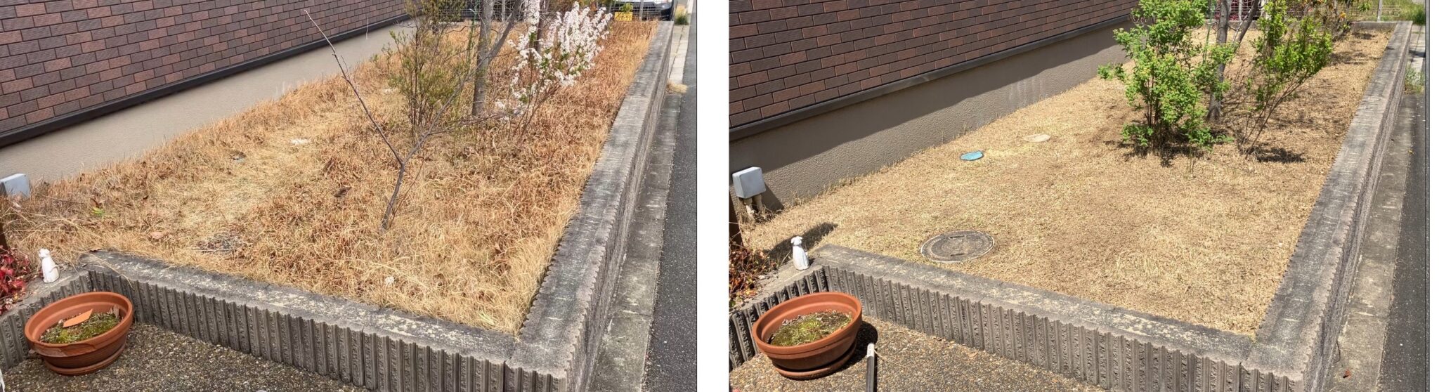 芝生リセット開始前と作業完了後の比較（2026年3月22日と4月12日）