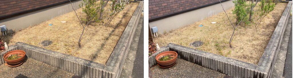 3月29日と4月1日の芝生比較|雑草の株元除去後に新芽が出て再び伸びた様子