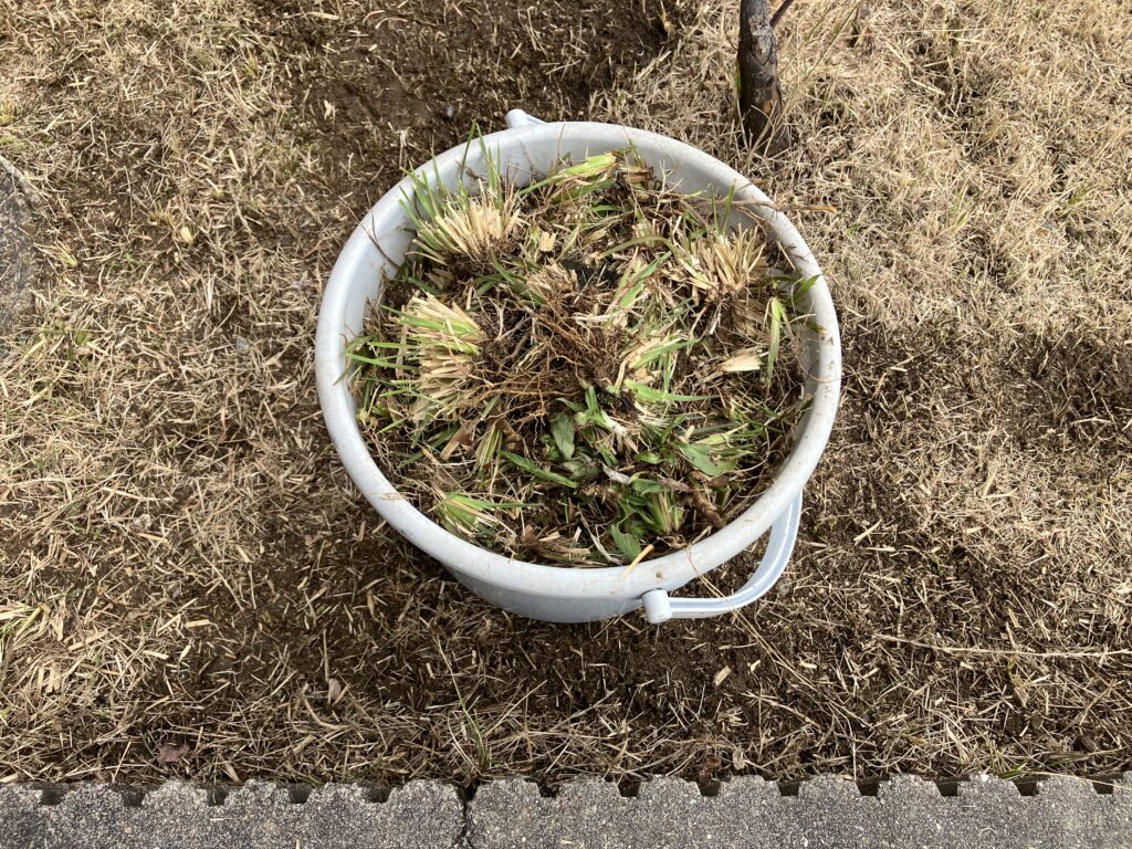 バケツ1杯分の抜いた雑草|手作業で除去した量の記録