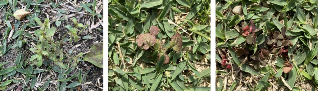 弱った雑草の様子