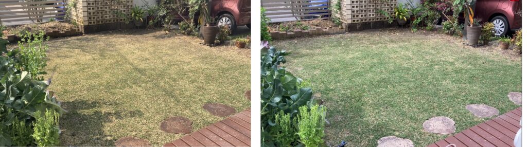 芝生 施肥前と施肥1週間後の比較(2026年3月29日と4月5日)
