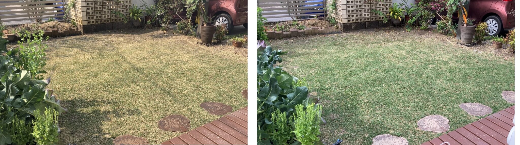 芝生 施肥前と施肥1週間後の比較（2026年3月29日と4月5日）