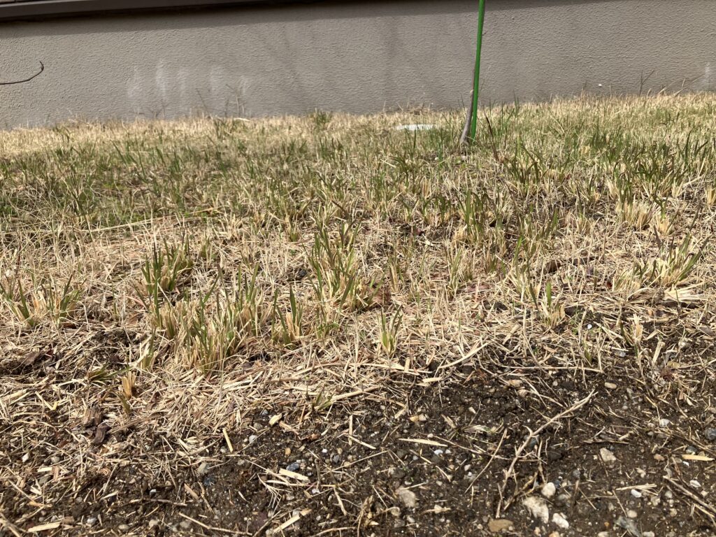 雑草の株元から新芽が出て再び伸びている様子|芝生リセット途中