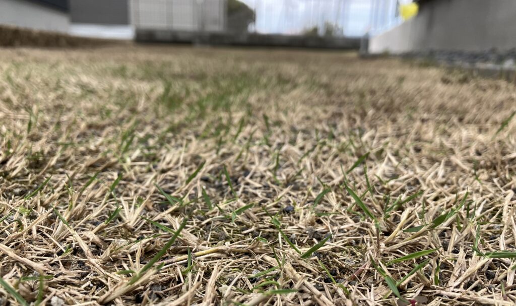 HASHIRI庭 芝生の萌芽 接写 2026年4月5日 新芽の様子