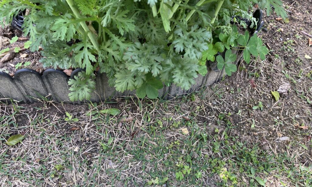 ノシバ芝生横の家庭菜園（菊菜）の様子。シバゲンDF散布1週間後でも影響は見られず、手前の雑草は弱っている状態