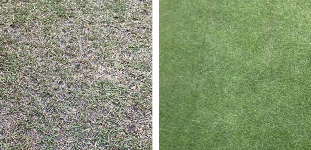 芝生の密度の変化(YUKI庭 2025年5月末→6月末)|毎週芝刈りで密度が高くなった比較