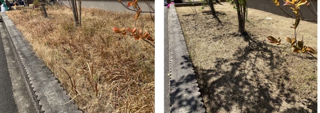 芝生リセット前後の比較（反対側からの全体 2026年3月22日と4月12日）