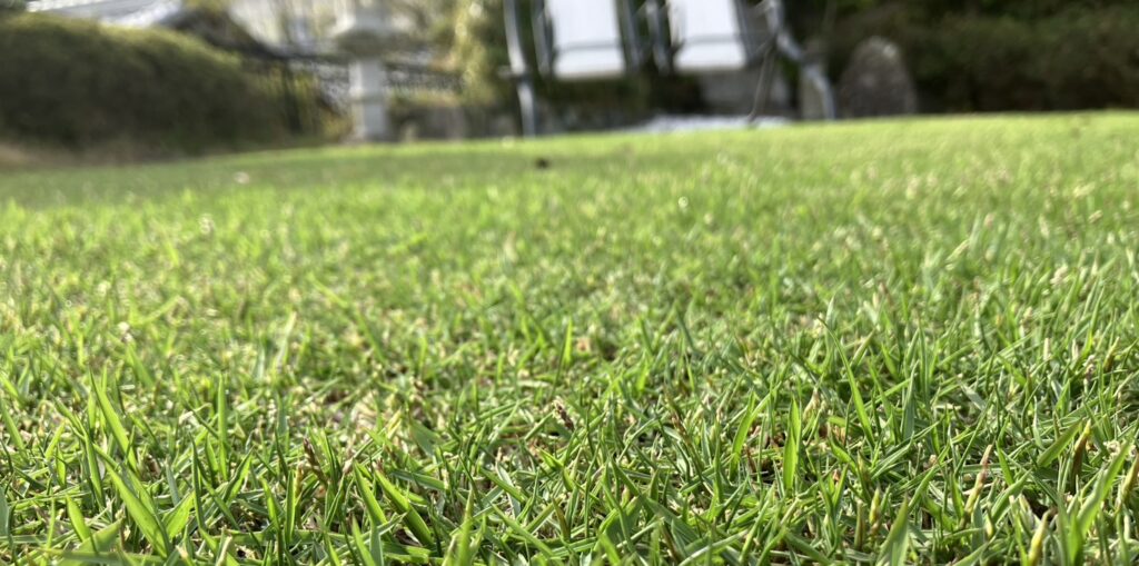 施肥後2週間の芝生の接写｜密度が上がりしっかり成長している様子（YASUYO庭）