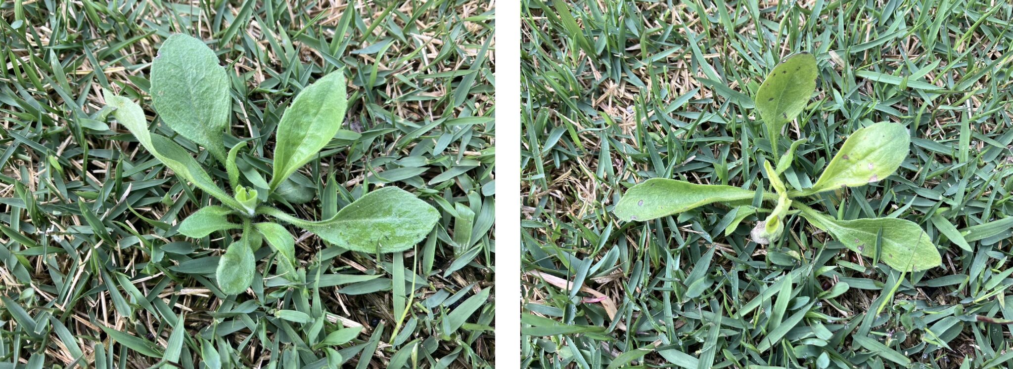 除草剤散布後のオオバコ｜生育が弱まり勢いが落ちている様子