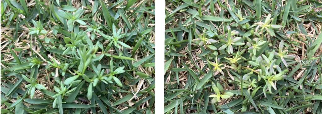 除草剤散布前後の雑草比較｜スベリヒユとみられる雑草が弱っている様子