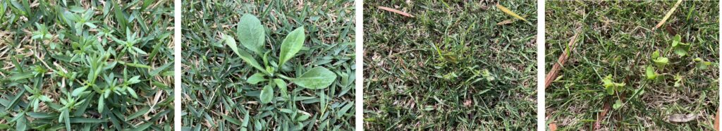 芝生に発生した雑草の様子｜オオバコなど（YASUYO庭）