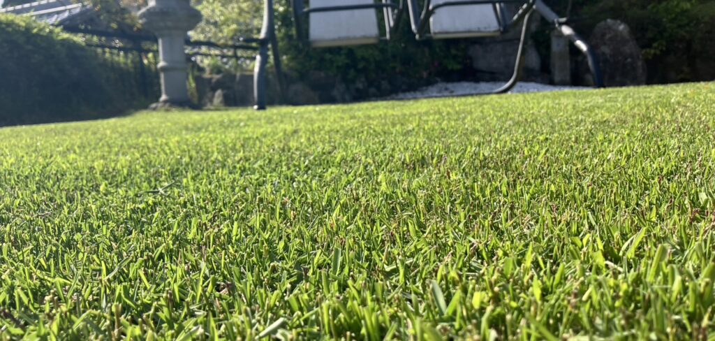 作業後の芝生の様子（接写・2026年4月26日）