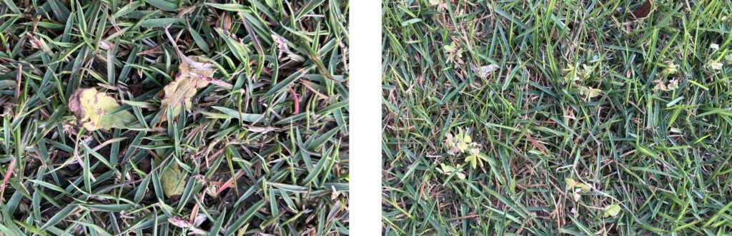 枯れ始めた雑草の様子（YASUYO庭・2026年4月26日）