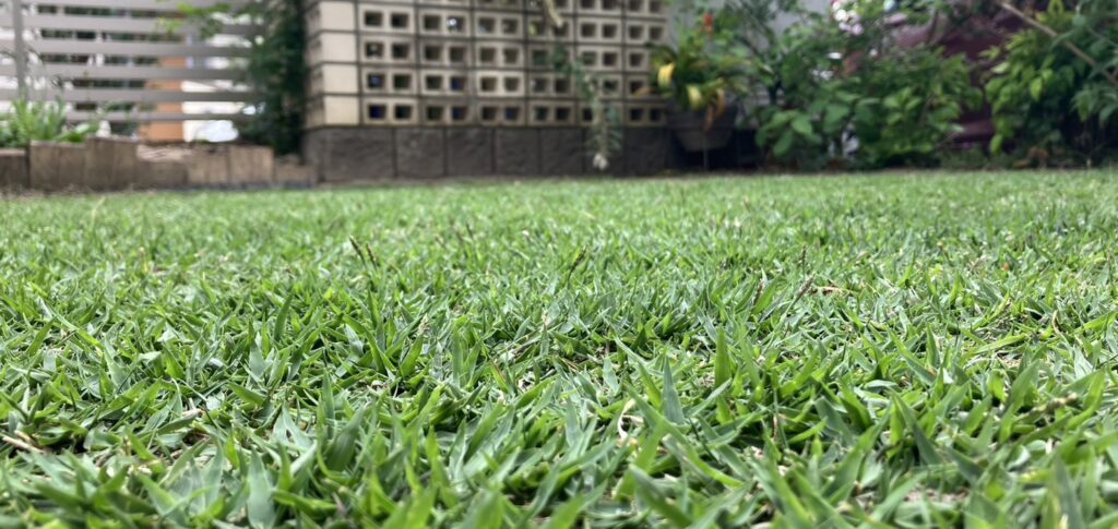 ひめの芝の接写｜密度が高いが芝丈は短く芝刈り不要の状態（HIROCHAN庭）