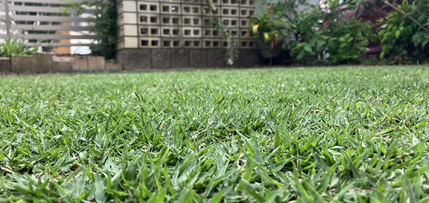 ひめの芝の接写｜密度が高いが芝丈は短く芝刈り不要の状態（HIROCHAN庭）