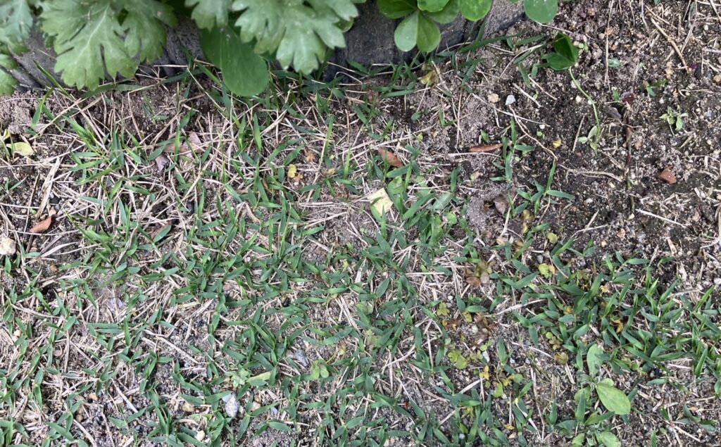 芝生の密度が低い部分の雑草の変化｜シバゲン散布2週間後の枯れ状況（HIROCHAN庭）