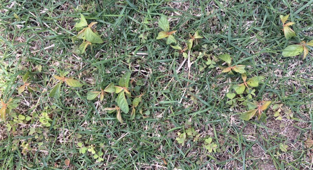 除草剤散布1週間後の雑草の様子（葉が黄色くなり勢いが弱ってきた状態）