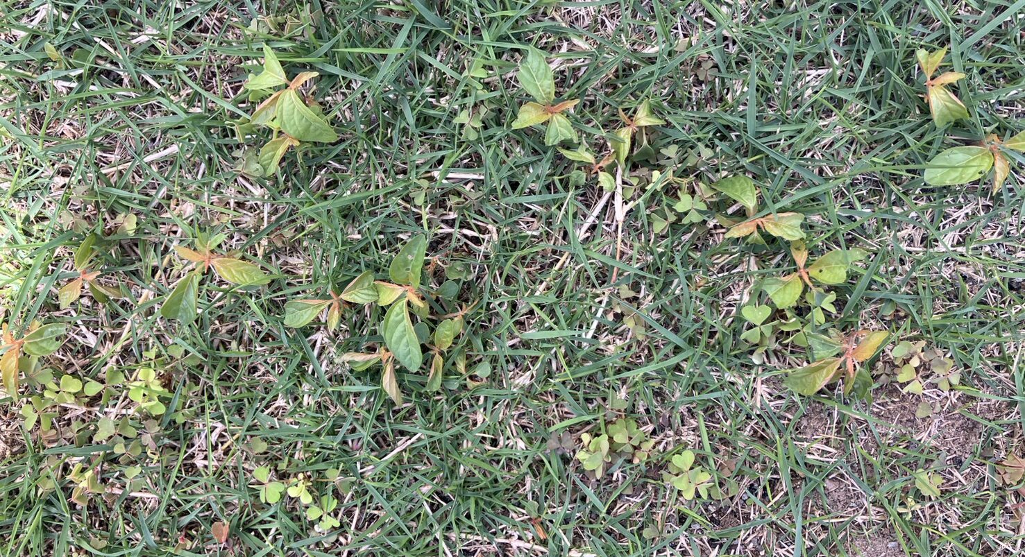 除草剤散布1週間後の雑草の様子（葉が黄色くなり勢いが弱ってきた状態）