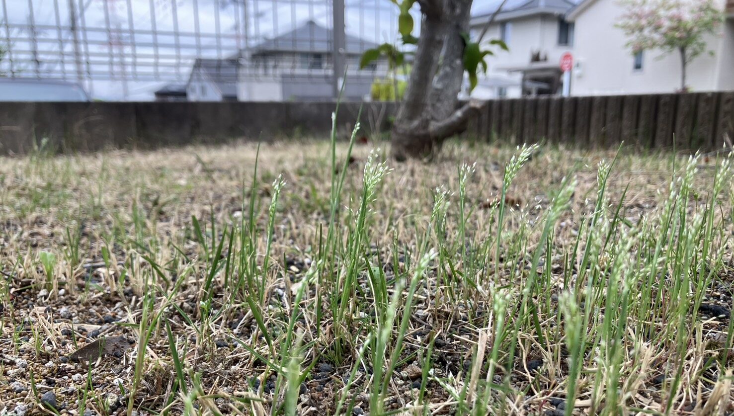 MIWAKO庭の芝生に発生したスズメノカタビラ 穂をつけた雑草の様子