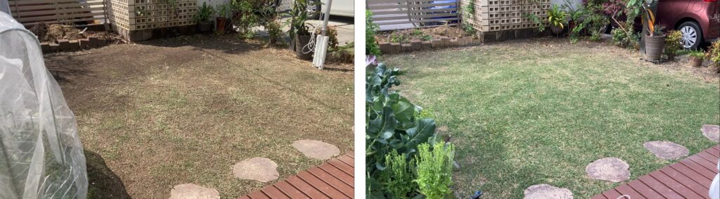 芝生 昨年と今年の比較(2025年4月6日と2026年4月5日)