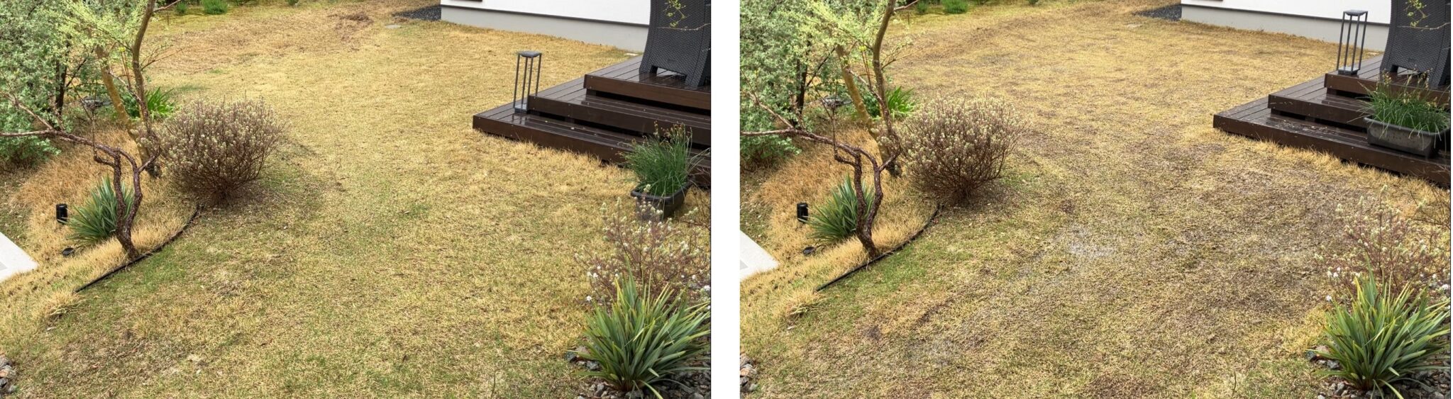 i-han庭 作業前後の比較（サッチ除去と低刈りによる変化）