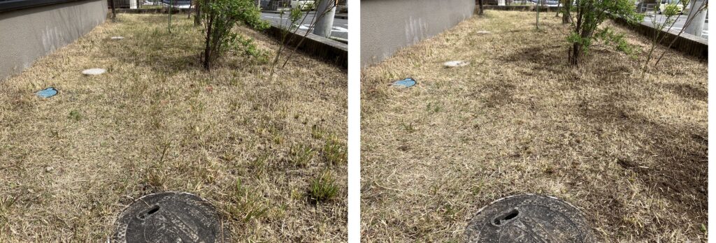 芝生リセット作業の前後比較|雑草除去で半分まで整った様子
