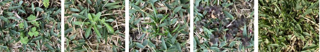 芝生に発生した雑草(カタバミ・スズメノカタビラ)