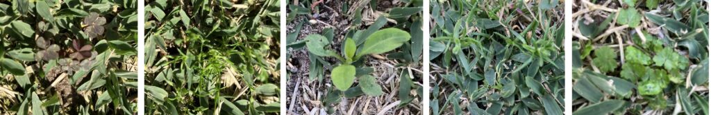 芝生に発生したカタバミなどの様子(ノシバの中に広がる雑草)