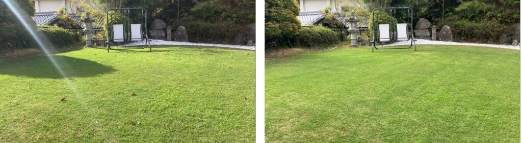 作業前後の芝生比較｜落ち葉がなくなりすっきりした状態