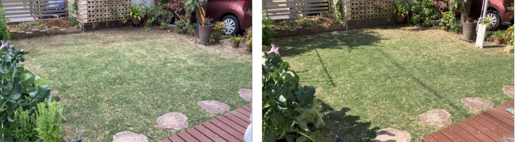 芝生の比較画像(2026年4月5日と4月12日)ノシバの密度が徐々に向上している様子