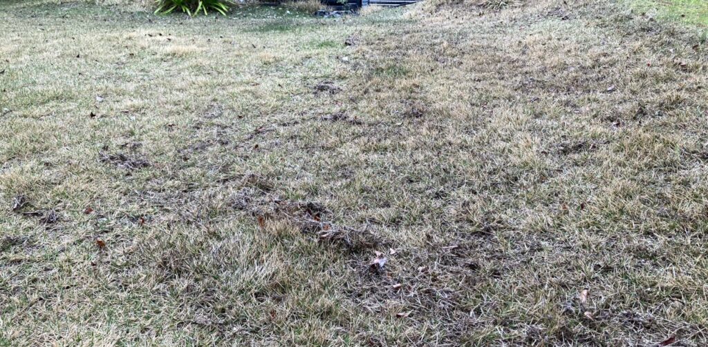 i-han庭 サッチと枯芝が堆積している芝生の状態（作業前）