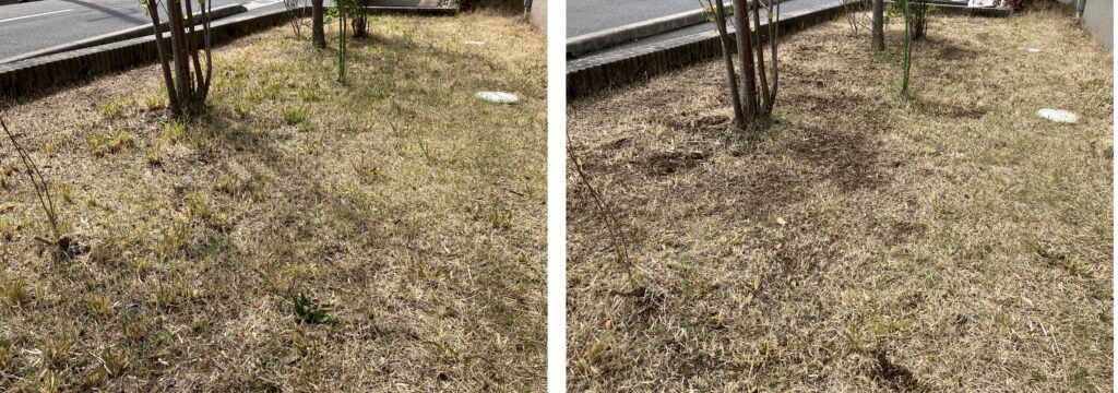 芝生リセット作業の別角度比較|雑草除去で半分まで整った様子