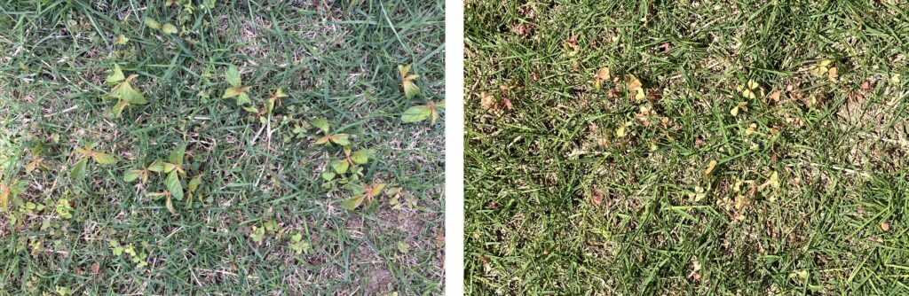 HASHIRI庭の雑草比較（2026年4月26日と5月10日）｜除草剤散布後に雑草がさらに減少した様子