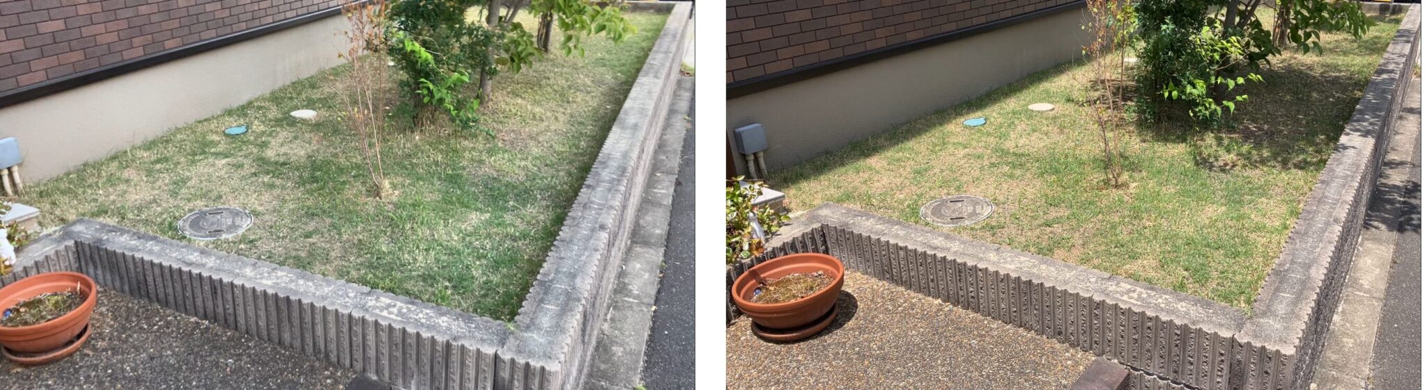MIWAKO庭の芝生比較（2026年5月17日と5月24日）