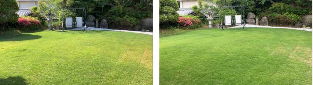 YASUYO庭の芝生比較(2026年5月24日と5月31日)水切れ部分が少しずつ回復し芝の生長が進んだ様子
