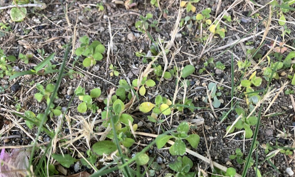 除草剤の影響で少し黄色く変色してきた雑草|MIWAKO庭