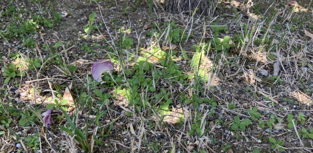 MIWAKO庭の芝生内に発生している雑草の様子