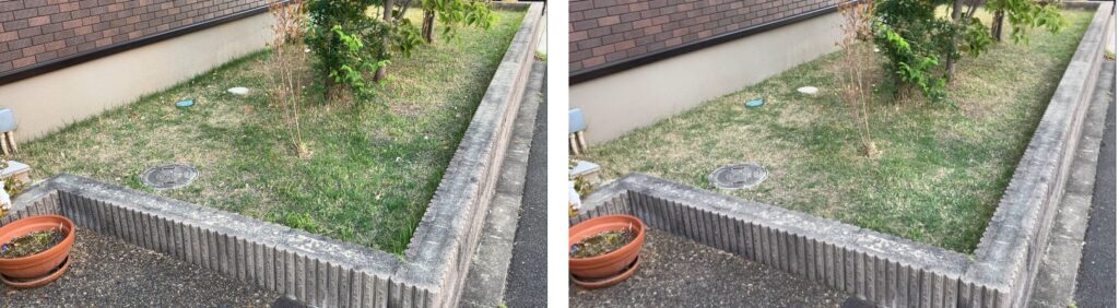 MIWAKO庭の芝生 作業前後の比較 2026年5月17日