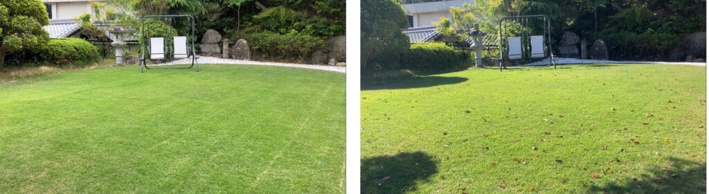YASUYO庭の芝生比較 2026年5月3日作業後と5月10日作業前の状態