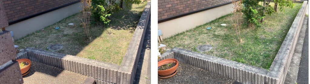 MIWAKO庭の芝生比較 2026年5月10日と5月17日
