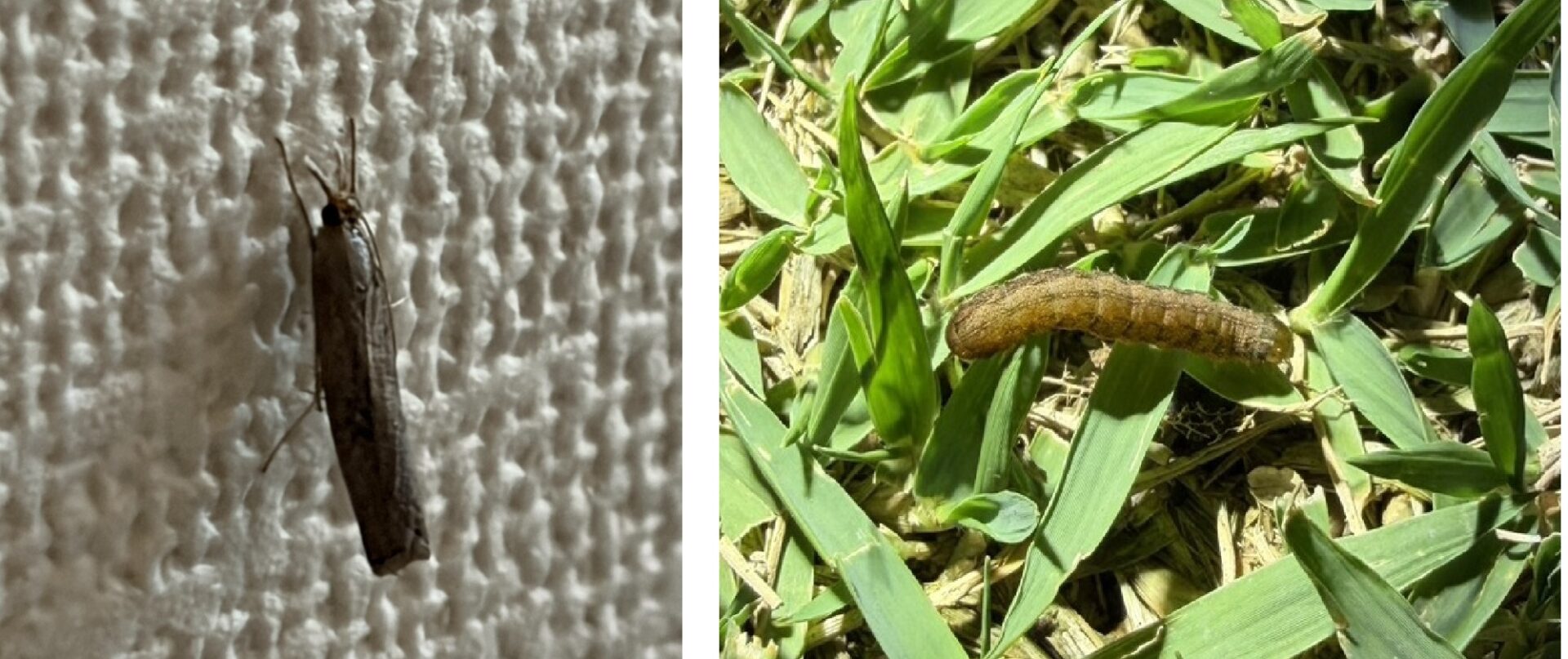 HIROCHAN庭で確認されたシバツトガ成虫とスジキリヨトウ幼虫の様子