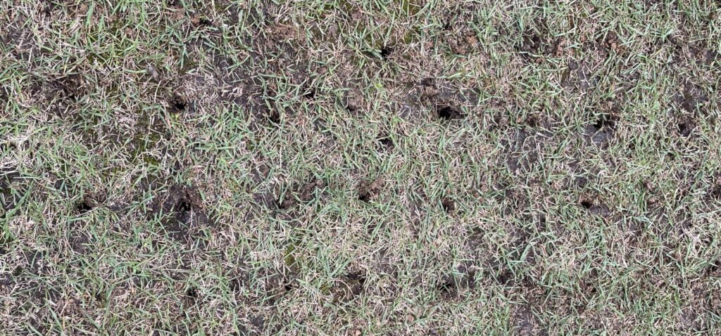 コアリング後の芝生。目土投入前の状態で、芝生全体へ穴を開けた直後の様子