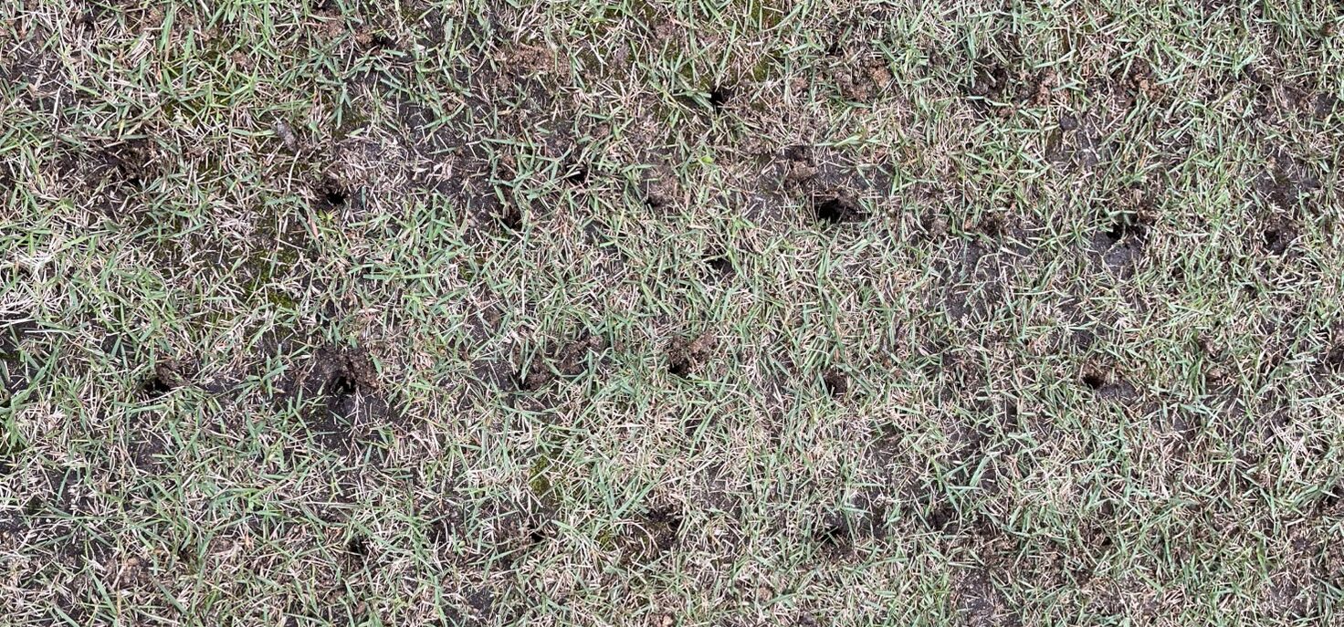 コアリング後の芝生。目土投入前の状態で、芝生全体へ穴を開けた直後の様子